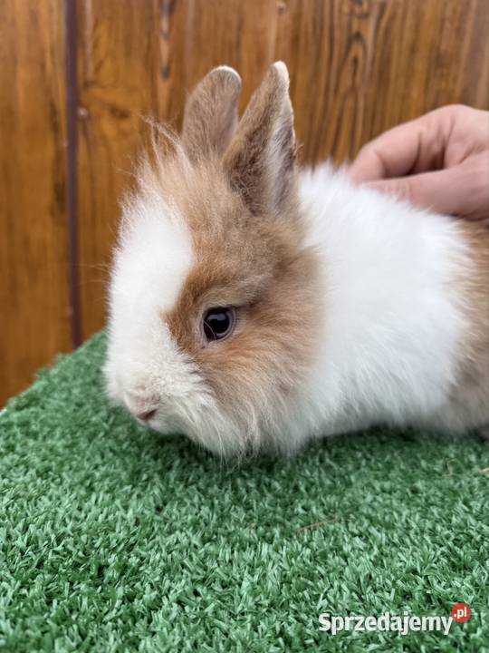 Miniaturka samczyk małopolskie Chocznia