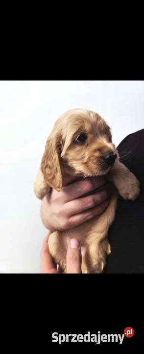 Szczeniaki cocker spaniel Nicponia