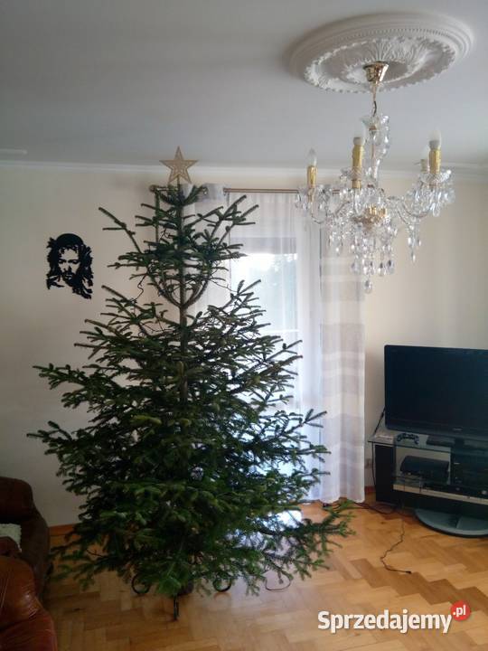Choinka świąteczna żywa cięta w doniczkach Jasło sprzedam