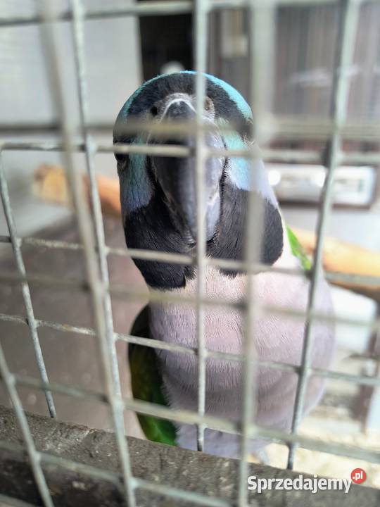 Alexandrety chiński para lęgowa