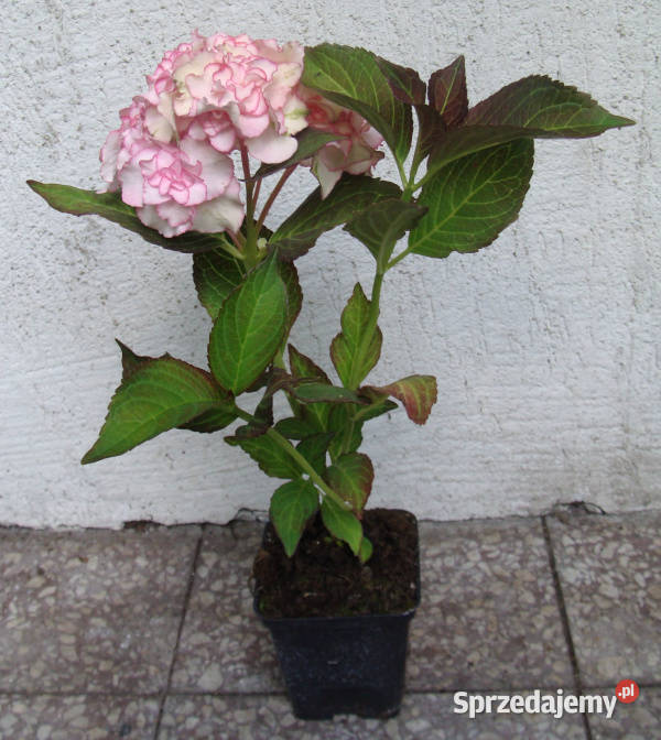 HORTENSJA MISS SAORI Czarolistna sadzonki w Pozostałe Ustronie