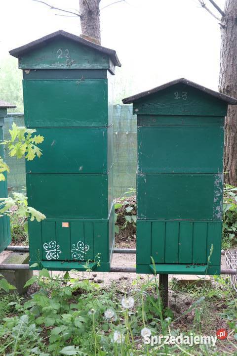 Pasieka na sprzedaż kujawsko-pomorskie sprzedam