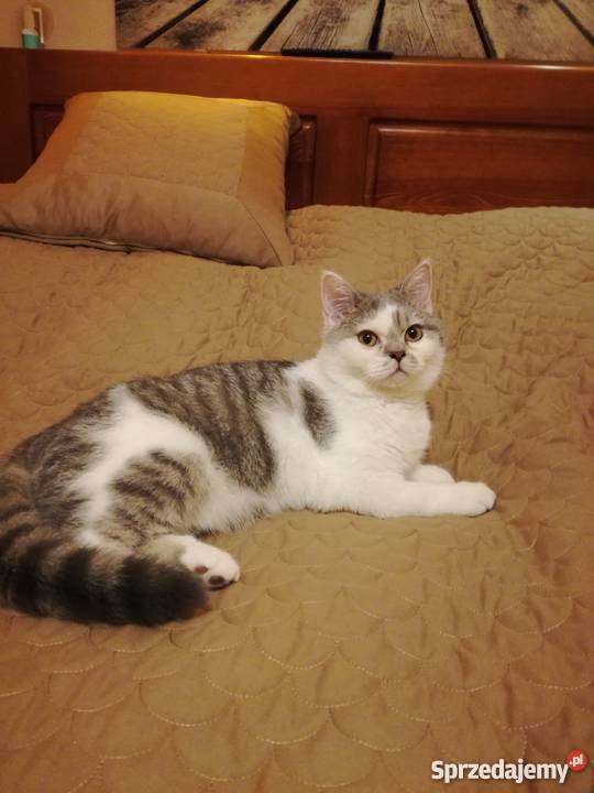 Sprzedam koty brytyjskie Inowrocław sprzedam