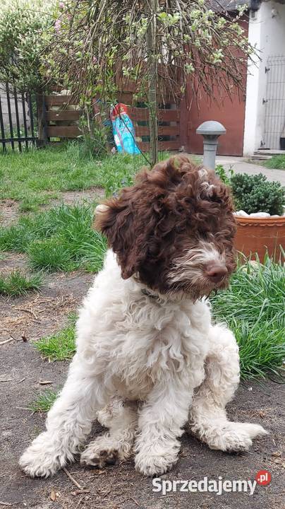 Lagotto Romagnolo