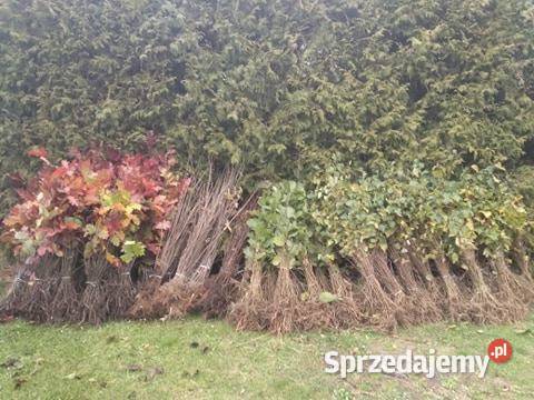 Sadzonki buka Buk pospolity na zalesienia 3 Liściaste Brzostek