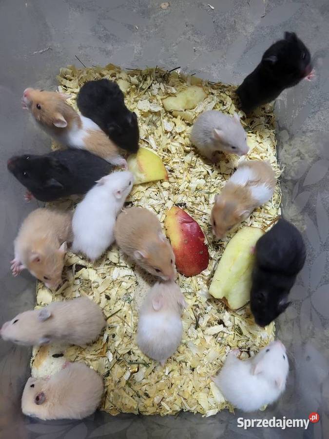 Chomiki syryjskie Wrocław