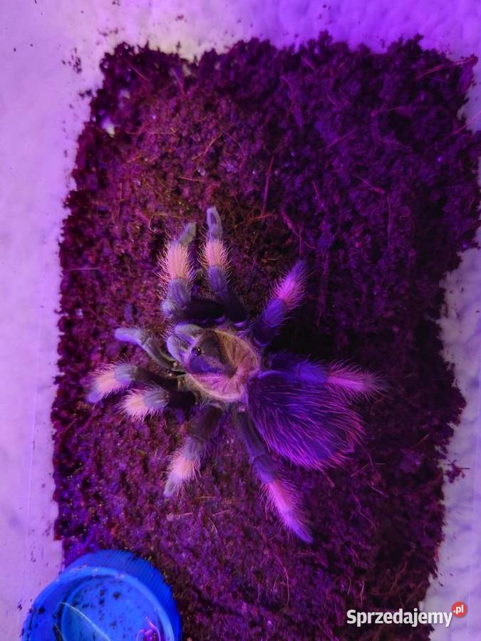 Brachypelma Emilia 4DC samica ptasznik pająk podlaskie Wysokie Mazowieckie