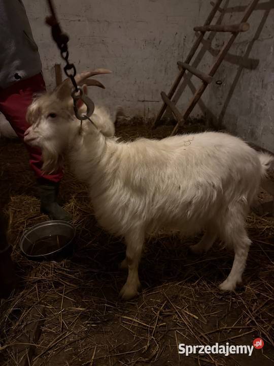 Kozioł saneczki Bieliny