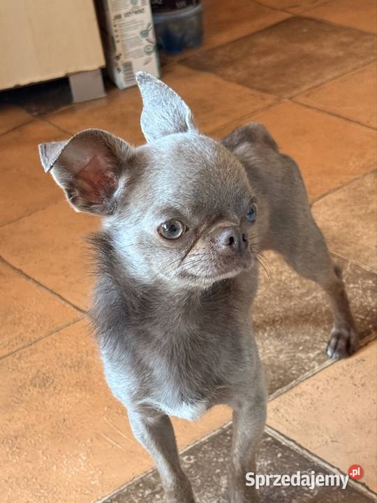 Chihuahua samiec Olsztyn sprzedam