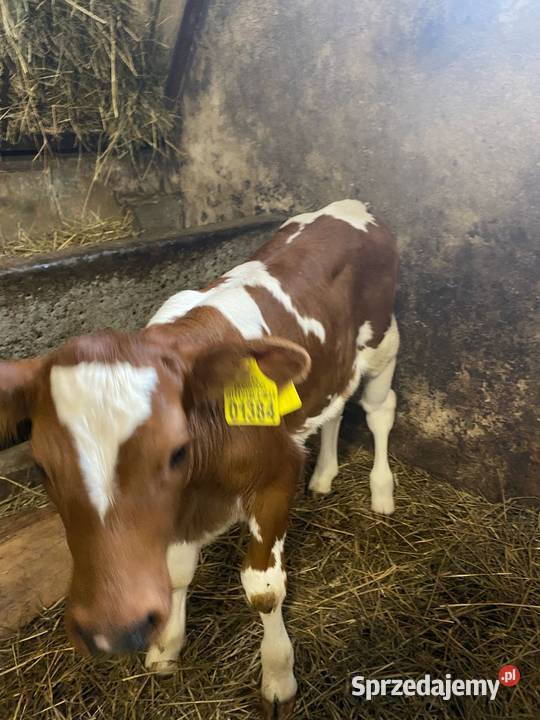 Sprzedam jałóweczke sprzedam