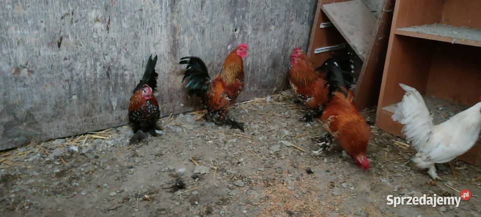 Sprzedam koguty liliputy Tokarówka