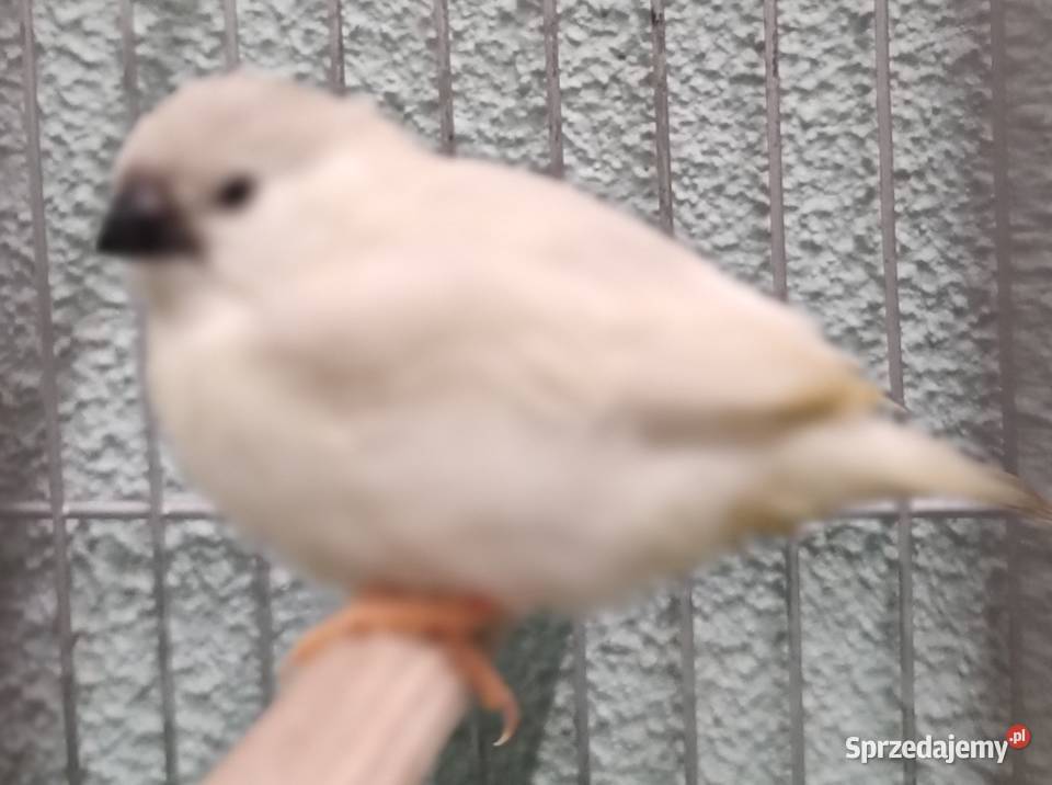 Zeberki amadyny zebrowate młodziutkie Tarnów