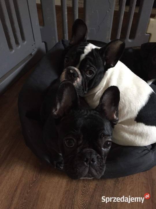 Buldog francuski szczenięta FCI mazowieckie Ząbki sprzedam