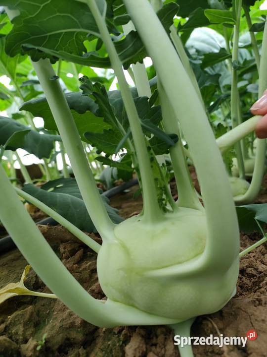 Kalarepa młoda Proszowice