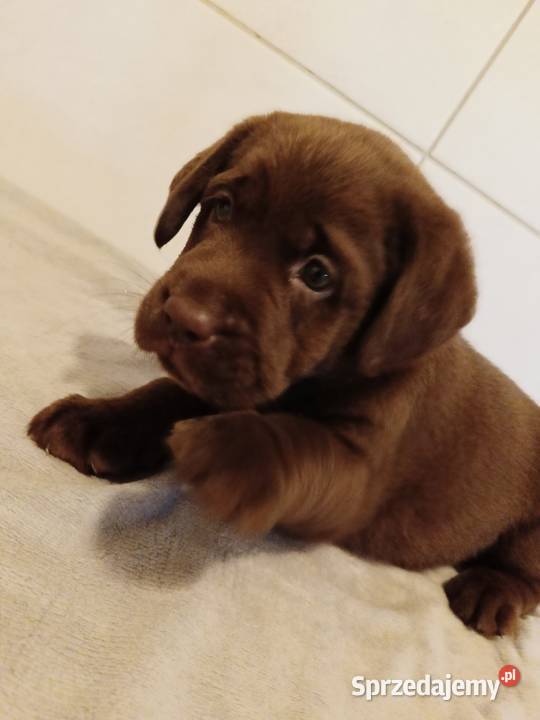 Labrador Retriever Czekoladowa Suczka ZkwpFCI Dąbrowa Tarnowska