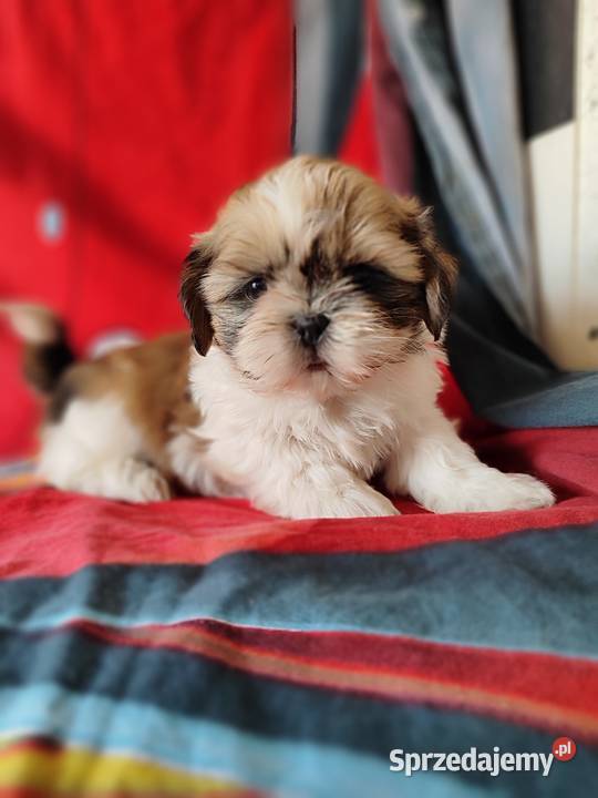 Shih tzu Zyck Polski
