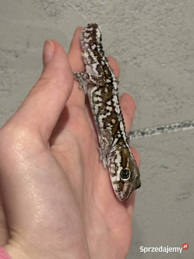 Sprzedam gekona madagaskarskiego Gady i płazy mazowieckie Sulejówek