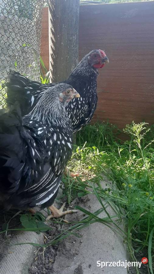 Wyandotte pary Drób i ptactwo kujawsko-pomorskie Zastawie