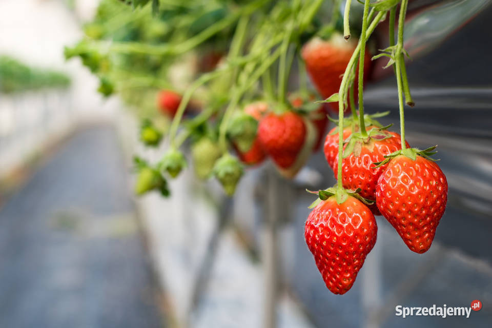 Agrowłóknina czarna włóknina PP50 MATA NA Dom i Ogród Białystok