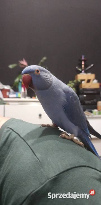 Aleksandrrtta obrożna Fiolet Tczew