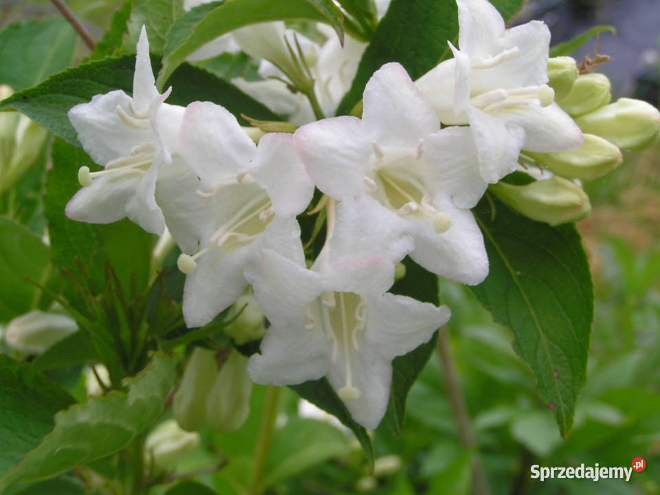 WAJGELA WEIGELA KRZEWUSZKA Gniezno sprzedam