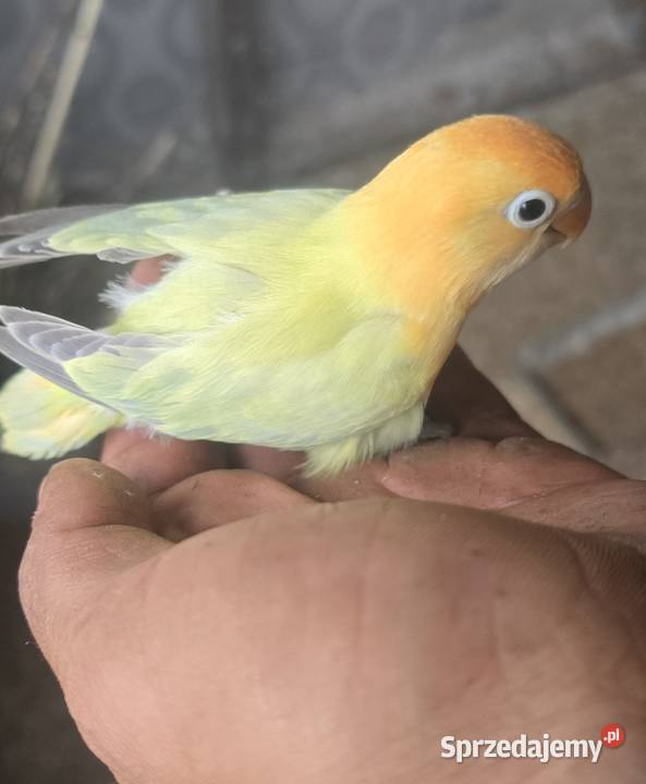 Nierozłączki opalin dilute Zwierzęta mazowieckie Zabrodzie