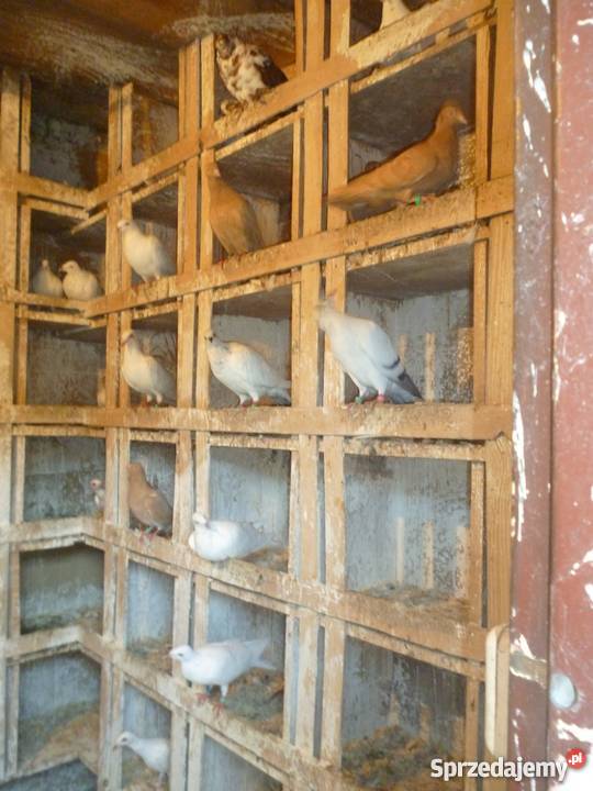 Gołebie lot około 50 ganiane Sobolew sprzedam