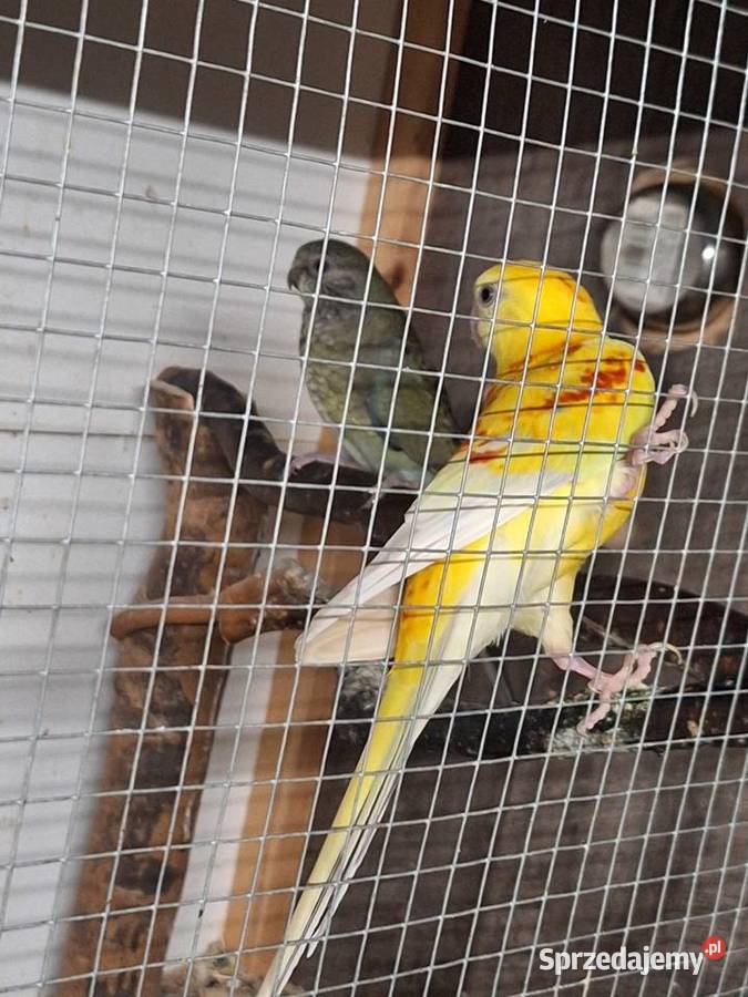 Papugi świergotki para legowa śląskie Żory