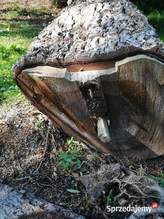 Sprzedam pień orzecha włoskiego sprzedam