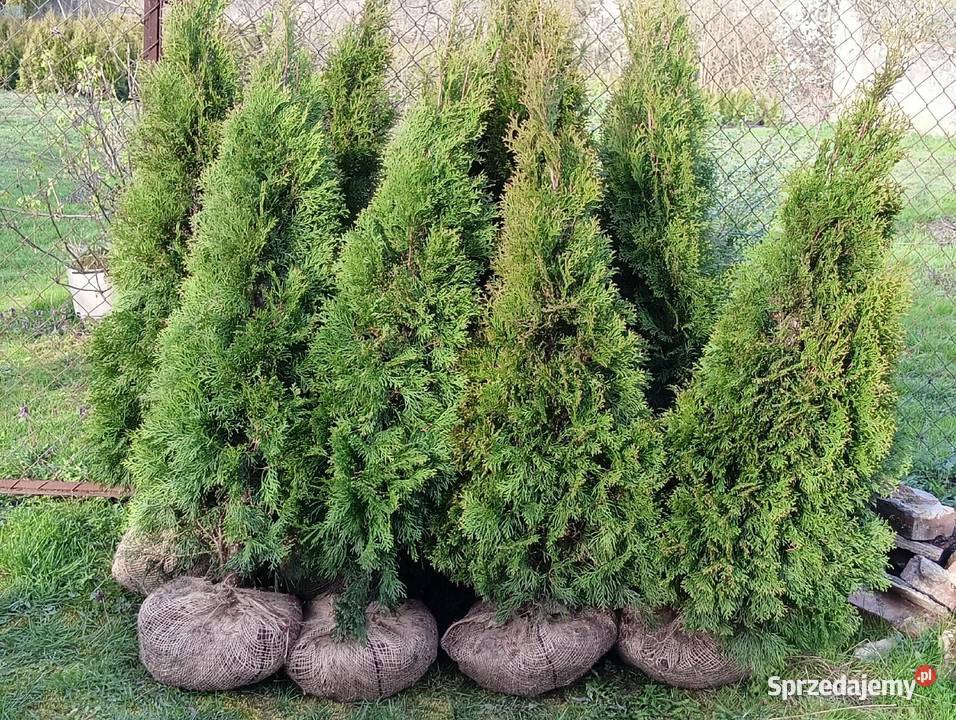 Tuja szmaragd Stęszew Mosina Poznań