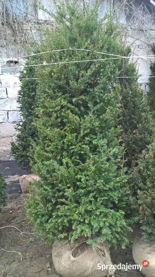 Piękne Cisy Gotowy Żywopłot Baccata