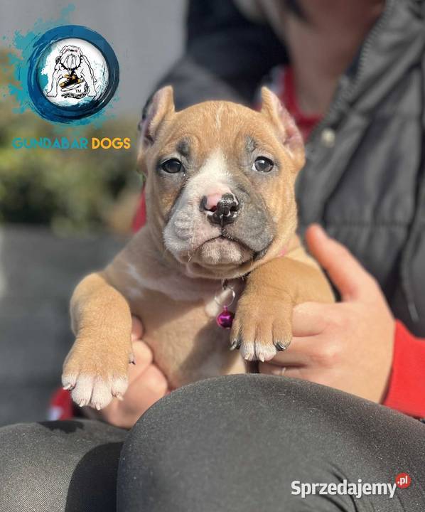 American Bully ABKC suczka