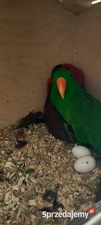 Lora wielka samce i para lęgowa