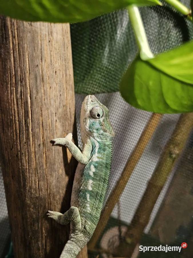 Kameleon lamparci mlode Koszalin