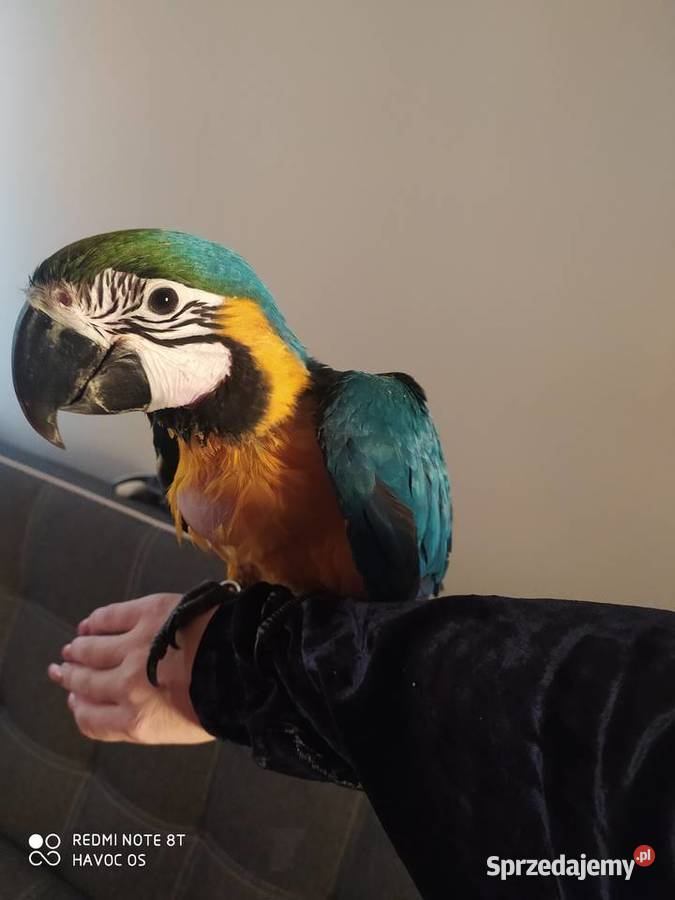 Papuga arauna Rydułtowy sprzedam