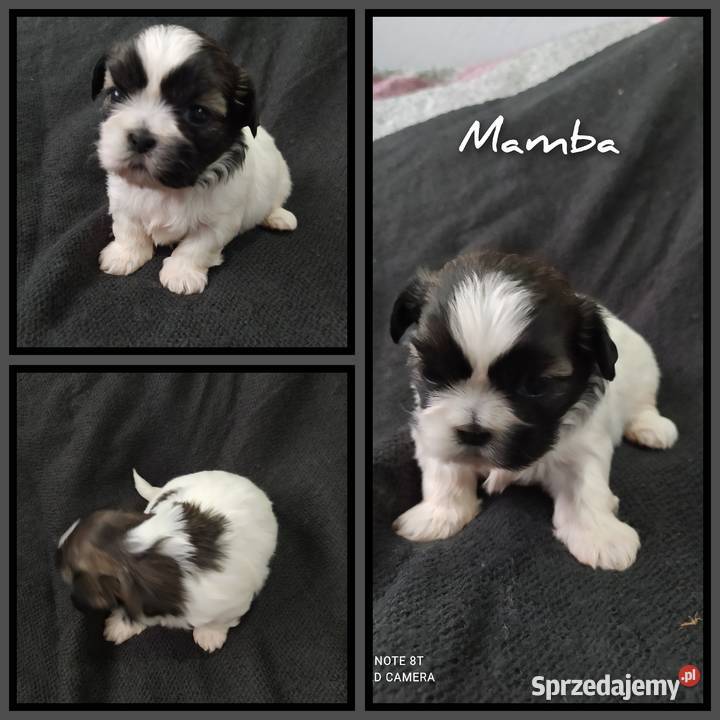 Szczeniaczki shihtzu łódzkie Wieluń