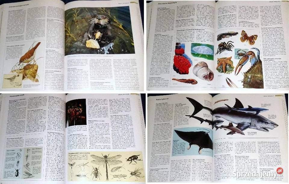 ABC przyrody w pytaniach i odpowiedziach Readers Chełm