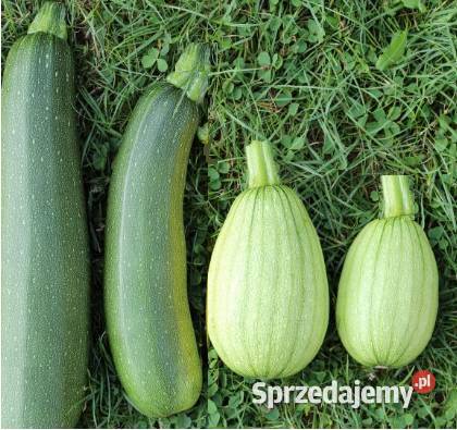 Kabaczki ekologiczne świeże Wiślica sprzedam