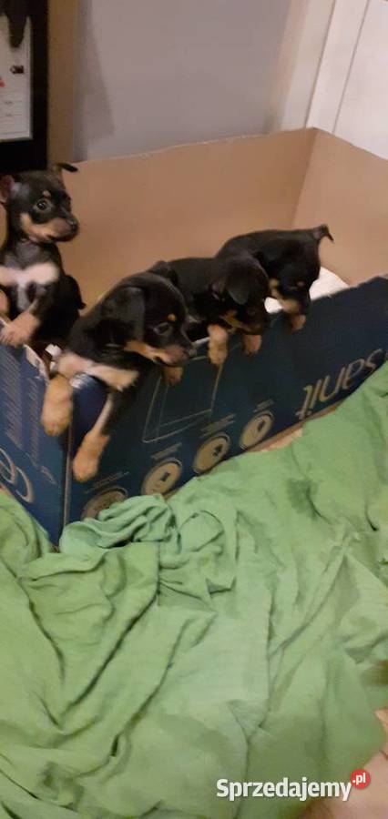 oddam w ręce szczenięta kujawsko-pomorskie Raciążek
