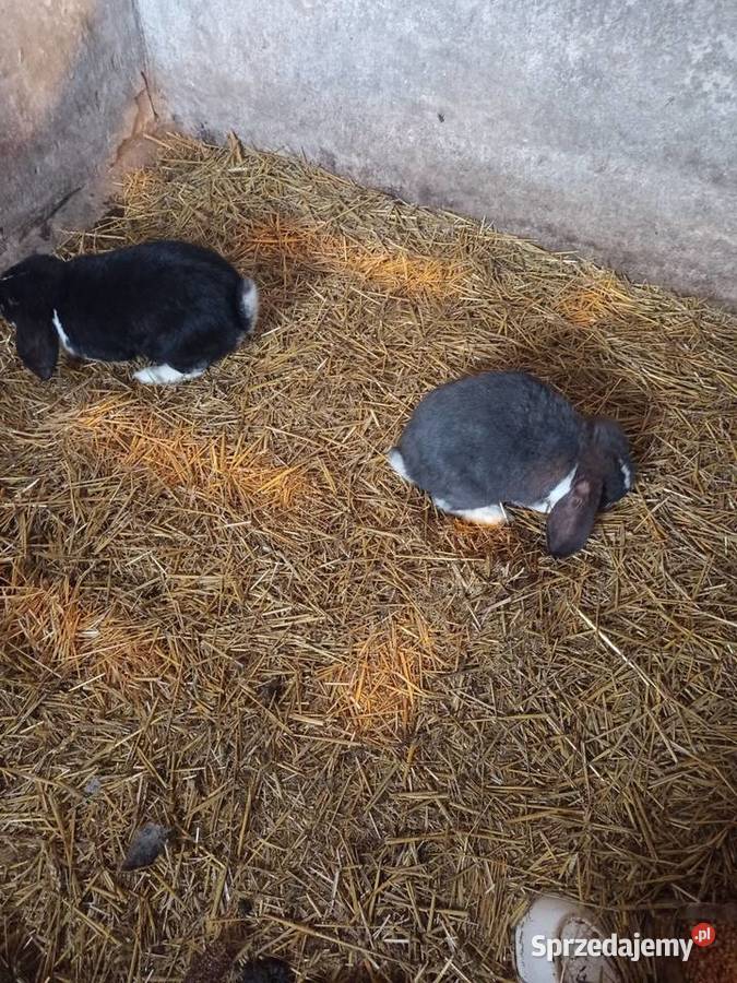 Sprzedam króliki baranyy Króliki Kutno