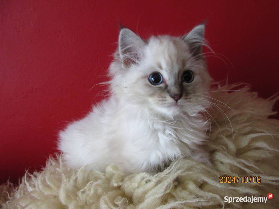 RAGDOLL Międzynarodowy Rodowód FPL Rzeszów