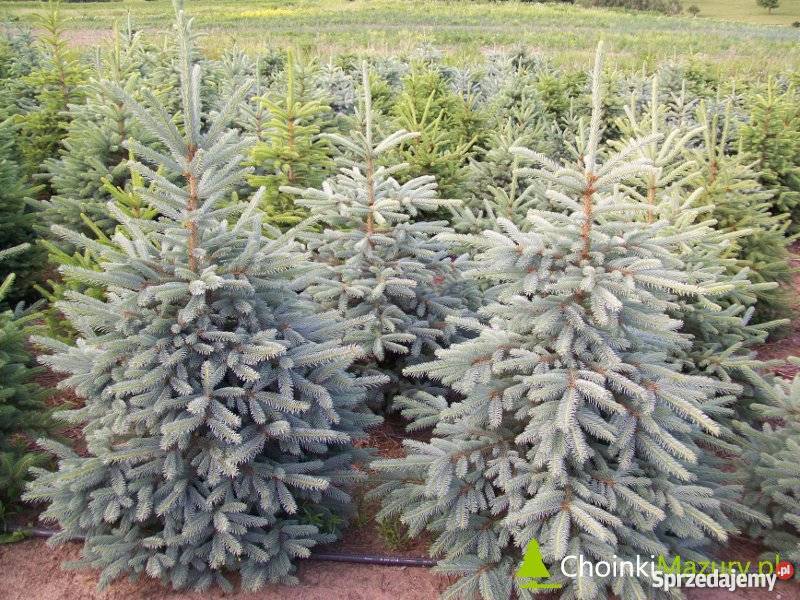 Choinki świerka srebrnego z Plantacji Szczytno
