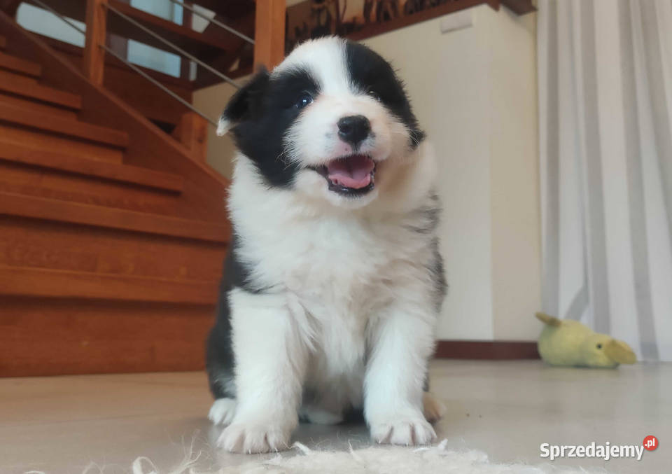 Szczenię BORDER COLLIE z Hodowli Rasowy pies z Kraków