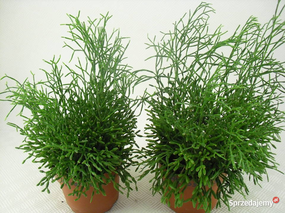 Kwiaty RHIPSALIS PAŁECZNIKI Bielawa