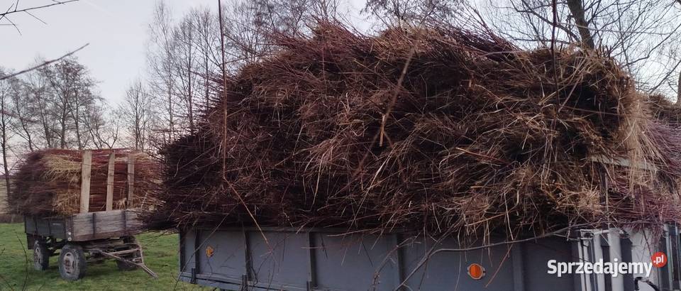 Wiklina zielona świeżo skoszona podkarpackie Pilzno