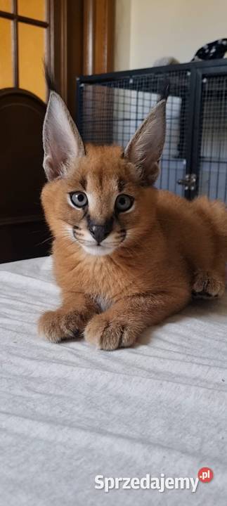 Karakale stepowe Caracal caracal młode piękne i Katowice sprzedam