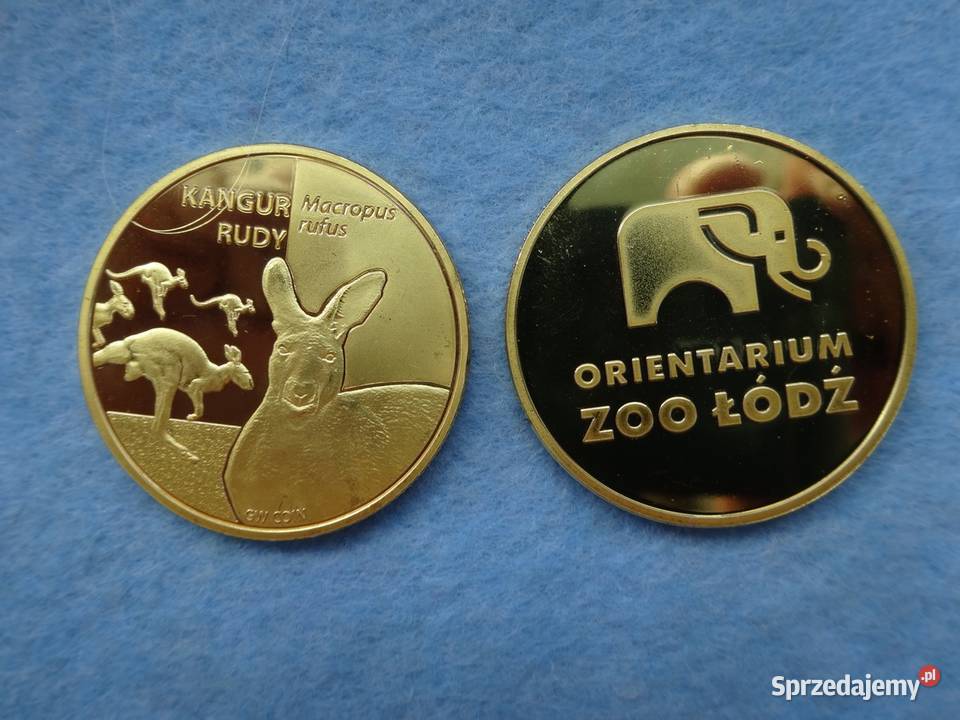 Złota Polska Zoo Orientarium Łódź Kangur rudy łódzkie