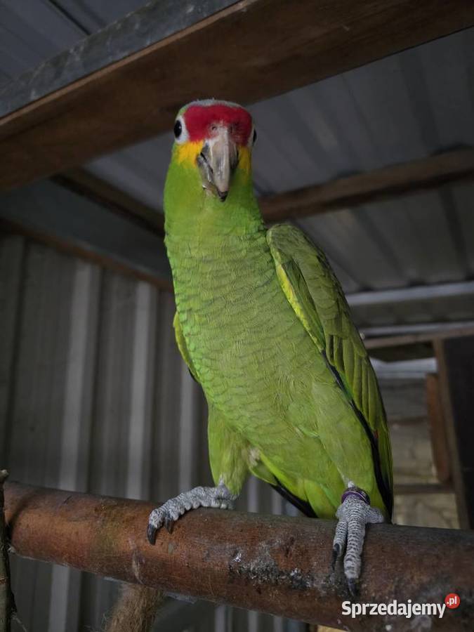 Amazonka żułtolica samiec Zwierzęta Pturek