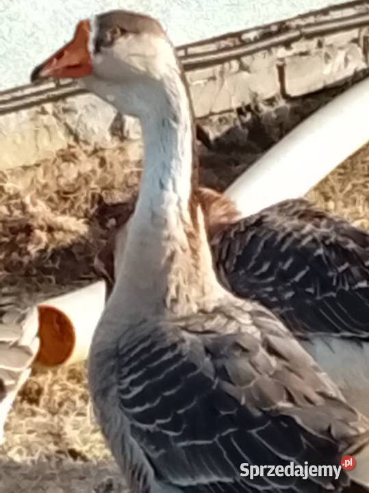 Gęsi landers i garbonosa Lubiszyn