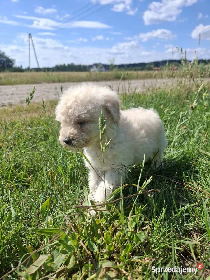 Pudel miniaturowyśredni suczka Nowe Kurowo